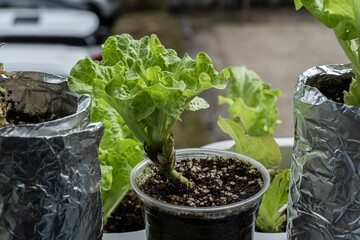 베란다 텃밭에서 즐기는 건강한 홈가드닝 취미
