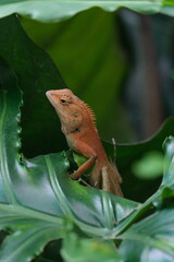 iguana on the tree