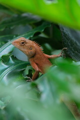 Fototapeta premium iguana on the tree