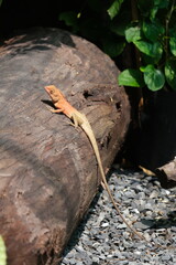 iguana on the tree