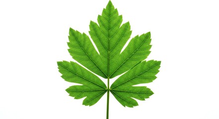 Green leaf isolated on white background detailed botanical illustration