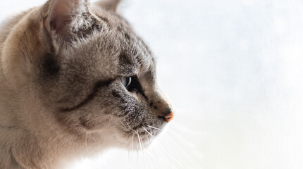 見つめる可愛い猫の横顔　シャムトラ猫	