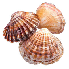Fototapeta premium Three seashells, brown, beige, and pink hues, ribbed textures, close-up view against a black background