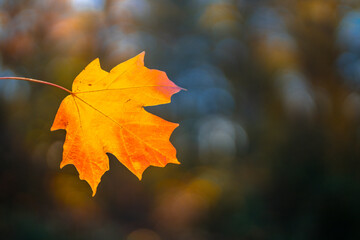 Autumn fall background. Maple leaves in autumn. Autumnal landscape. Backdrop of fall. Natural beauty of fall. Falling leaves. Fallen leaves autumn wallpaper. Autumn leaves. Fall foliage.