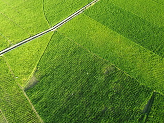 Aerial View of Verdant Agricultural Fields With Pathways and Rural Huts