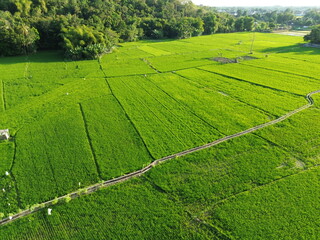 Aerial View of Verdant Agricultural Fields With Pathways and Rural Huts