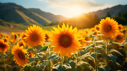 Fototapeta premium Sun flower Field At Sunset With Mountains In Background