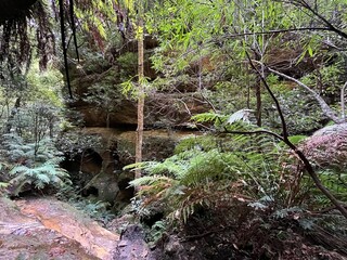 Grand Canyon Walking Track, Blue Mountains, Australia 2025
