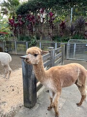 Obraz premium Taronga Zoo in Sydney, Australia 2025