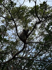 Koala, Taronga Zoo in Sydney, Australia 2025