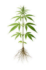 Cannabis plant showing leaves stem and root system against black background