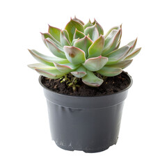 Fototapeta premium Succulent plant in dark pot, rosette shape
