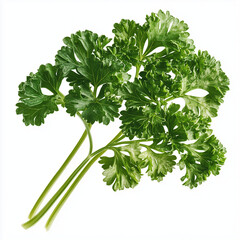 a_single_leaf_of_fresh_curly_parsley