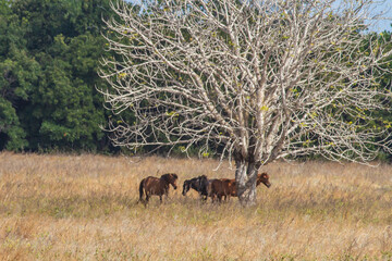 Horses Seek Shade Beneath Trees to Battle Scorching Summer in Sumba's Savanna