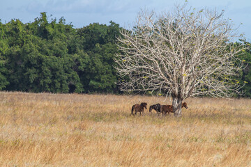 Horses Seek Shade Beneath Trees to Battle Scorching Summer in Sumba's Savanna