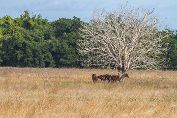 Horses Seek Shade Beneath Trees to Battle Scorching Summer in Sumba's Savanna