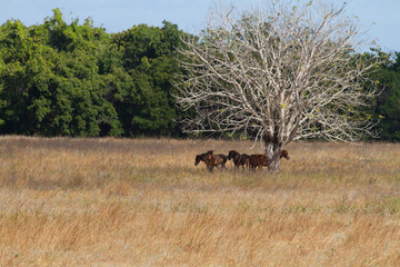 Horses Seek Shade Beneath Trees to Battle Scorching Summer in Sumba's Savanna
