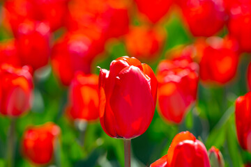 Fototapeta premium Red Tulip flower in tulip field at spring day. Colorful vivid pink tulips in the park. Spring landscape. Red tulip garden in spring. The Tulip. Beautiful bouquet of tulips in spring nature. Close up