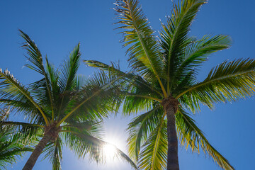 Palm background. Summer paradise concept. Green jungle. Tropical background. Exotic summer vibes. Palm wallpaper. Palm leaves in sunlight. Tropical design pattern. Miami summer. Tropical design.