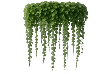 Naklejka premium Lush, cascading vine plants isolated on a transparent background, perfect for adding greenery to architectural visualizations or design projects