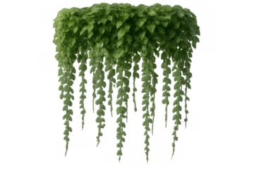 Lush, cascading vine plants isolated on a transparent background, perfect for adding greenery to architectural visualizations or design projects