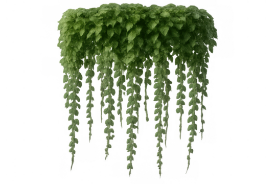 Lush, cascading vine plants isolated on a transparent background, perfect for adding greenery to architectural visualizations or design projects