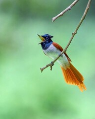 Asian Paradise Flycatcher in tree branch 