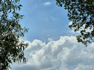 Blue sky view in summer with mangrove tree frame