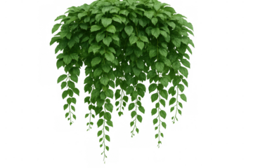 Hanging vine plant with lush green leaves, isolated on a transparent background, perfect for adding a touch of nature to architectural visualizations or other design projects