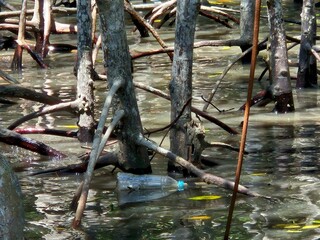 Plastic bottle pollution trapped among mangrove roots in shallow coastal water habitat