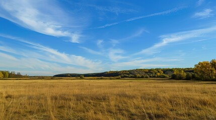 Obraz premium Open landscape featuring dry reeds swaying gently, with a distant forest stretching across the horizon under a clear blue sky. This natural scene captures the tranquility of rural outdoors