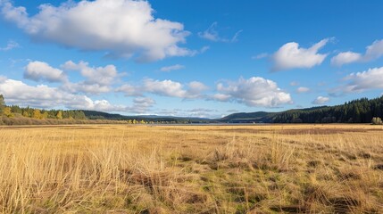 Fototapeta premium Open landscape featuring dry reeds swaying gently, with a distant forest stretching across the horizon under a clear blue sky. This natural scene captures the tranquility of rural outdoors