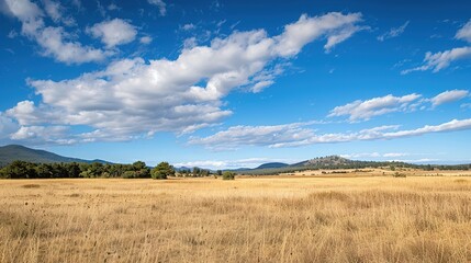 Fototapeta premium Open landscape featuring dry reeds swaying gently, with a distant forest stretching across the horizon under a clear blue sky. This natural scene captures the tranquility of rural outdoors