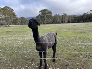 Wildlife, Australia 2025