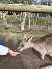 Kangaroo, Melbourne, Australia 2025