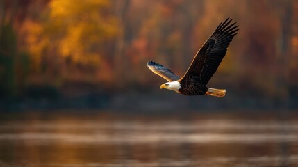 Majestic bald eagle soaring over tranquil river autumn colors wildlife photography serene environment aerial view