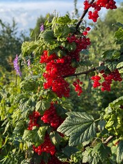 A bush of ripe red currants in a vegetable garden