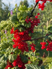 A bush of ripe red currants in a vegetable garden
