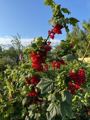 A bush of ripe red currants in a vegetable garden