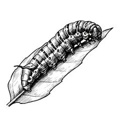 Caterpillar on leaf in black and white sketch illustration  