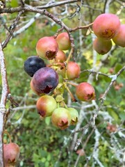 Ripening Blueberries on Plant: A close look at blueberries in various stages of ripeness, capturing the natural beauty and life cycle of fresh, organic fruit in the wild.