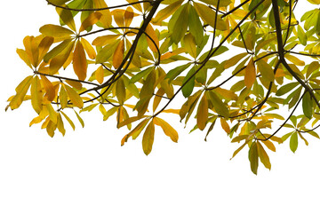 Close-up of a branch with yellow leaves in autumn isolated in png file on transparent background.