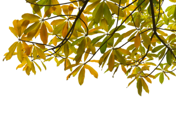 Close-up of a branch with yellow leaves in autumn isolated in png file on transparent background.