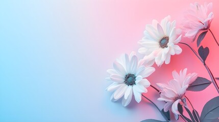 Obraz premium White Daisies Pink Blue Gradient Background pink background