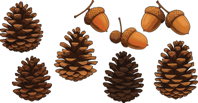 Realistic pine cones and acorns collection, autumn nature elements, detailed forest seeds, fall season illustration, natural texture objects, hand drawn botanical art, woodland design set