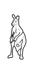 illustration kangaroo