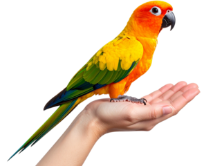  Sun conure parrot perched on human hand showing vibrant plumage isolated on transparent background PNG