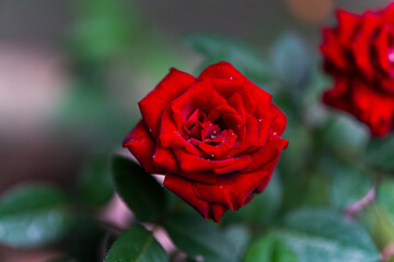 red rose