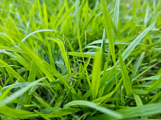 Lush green grass texture background – natural lawn