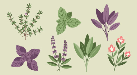 Assorted Culinary Herbs Illustration Set